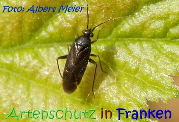Copyright AiS Albert Meier Bild zum Eintrag (67478-160)