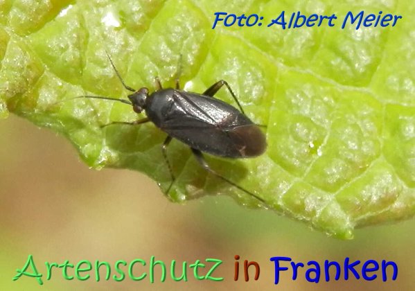 Copyright AiS Albert Meier Bild zum Eintrag (67479-160)