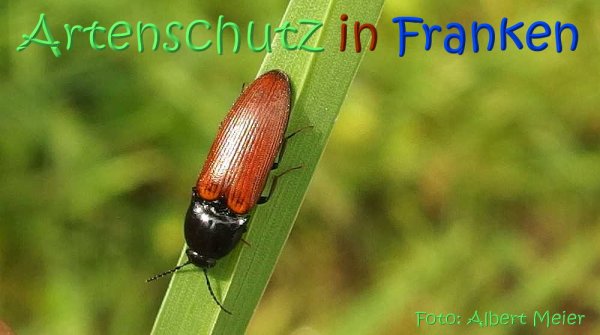 Copyright AiS Albert Meier Bild zum Eintrag (67485-160)
