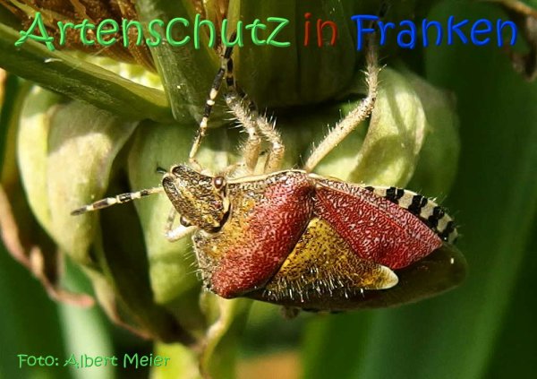 Copyright AiS Albert Meier Bild zum Eintrag (67489-160)