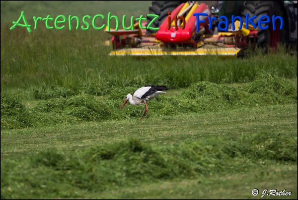 Copyright AiS Johannes Rother Bild zum Eintrag (67717-160)