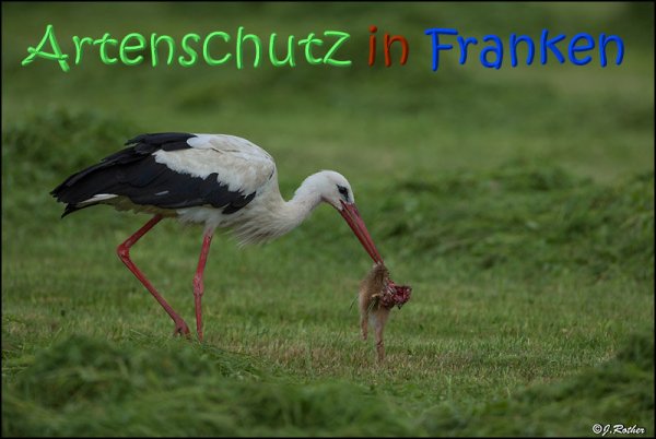 Copyright AiS Johannes Rother Bild zum Eintrag (67722-160)