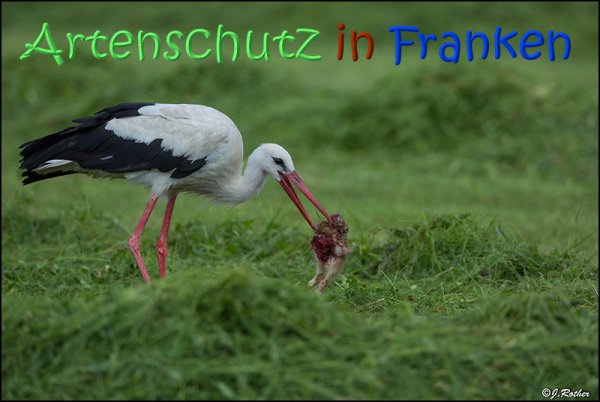 Copyright AiS Johannes Rother Bild zum Eintrag (67723-160)