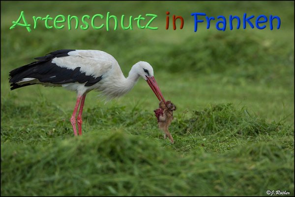 Copyright AiS Johannes Rother Bild zum Eintrag (67724-160)
