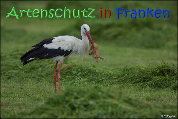 Copyright AiS Johannes Rother Bild zum Eintrag (67726-160)