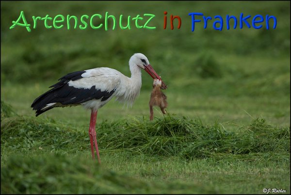 Copyright AiS Johannes Rother Bild zum Eintrag (67727-160)