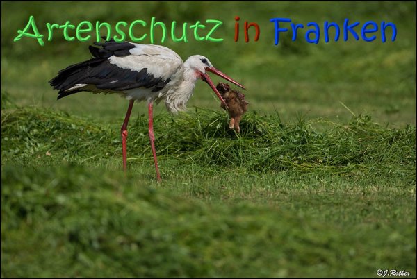Copyright AiS Johannes Rother Bild zum Eintrag (67728-160)