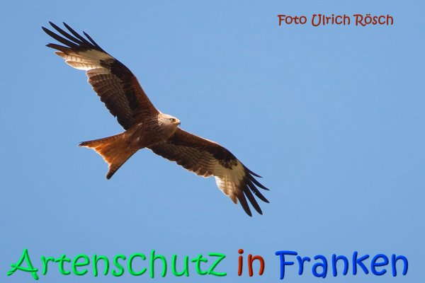 Copyright AiS Ulrich Rösch Bild zum Eintrag (67735-160)