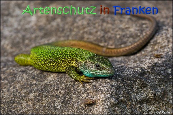 Copyright AiS Johannes Rother Bild zum Eintrag (67740-160)