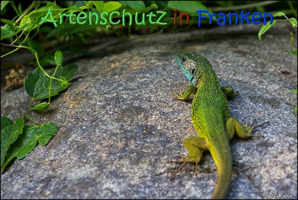 Copyright AiS Johannes Rother Bild zum Eintrag (67741-160)