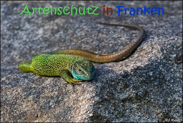 Copyright AiS Johannes Rother Bild zum Eintrag (67742-160)