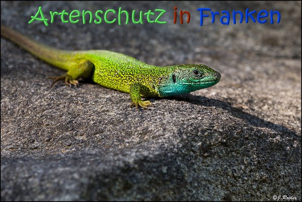 Copyright AiS Johannes Rother Bild zum Eintrag (67743-160)