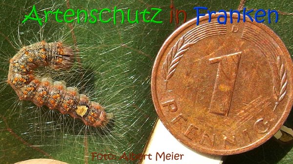 Copyright AiS Albert Meier Bild zum Eintrag (67761-160)