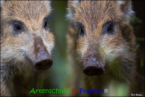 Copyright AiS Johannes Rother Bild zum Eintrag (67817-160)