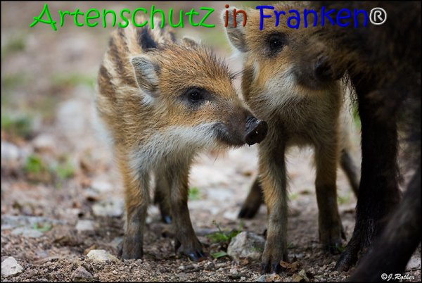 Copyright AiS Johannes Rother Bild zum Eintrag (67818-160)