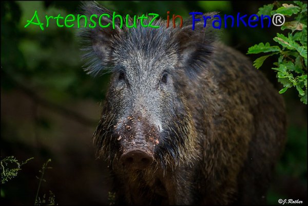 Copyright AiS Johannes Rother Bild zum Eintrag (67819-160)