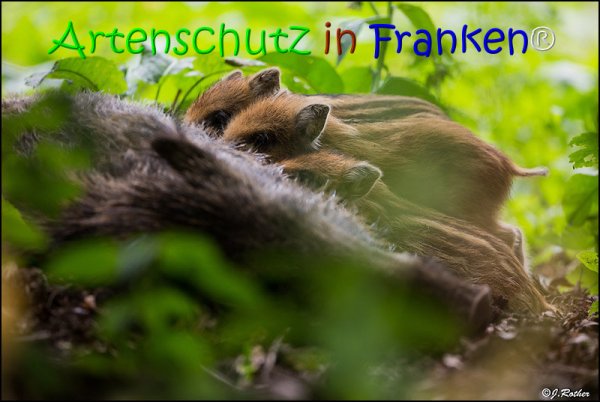 Copyright AiS Johannes Rother Bild zum Eintrag (67826-160)