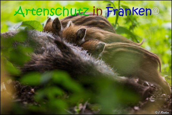 Copyright AiS Johannes Rother Bild zum Eintrag (67827-160)