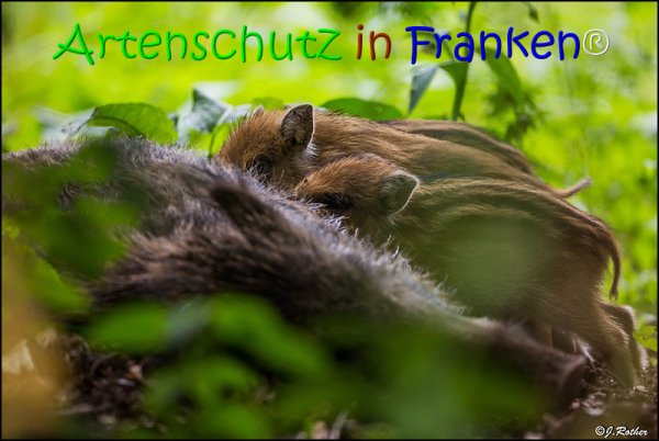 Copyright AiS Johannes Rother Bild zum Eintrag (67828-160)