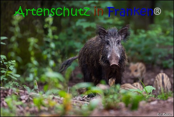 Copyright AiS Johannes Rother Bild zum Eintrag (67829-160)