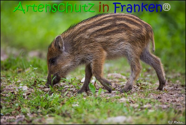 Copyright AiS Johannes Rother Bild zum Eintrag (67830-160)