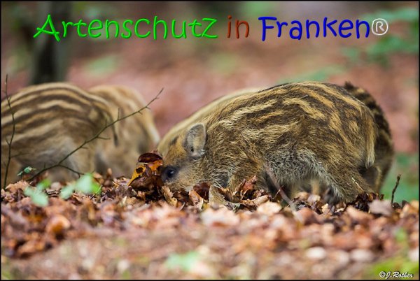 Copyright AiS Johannes Rother Bild zum Eintrag (67831-160)
