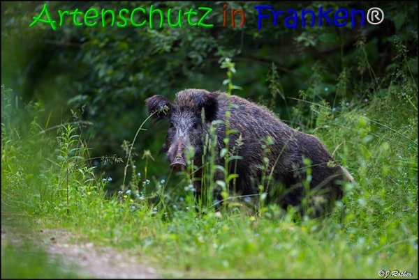 Copyright AiS Johannes Rother Bild zum Eintrag (67832-160)