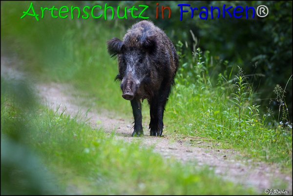Copyright AiS Johannes Rother Bild zum Eintrag (67833-160)