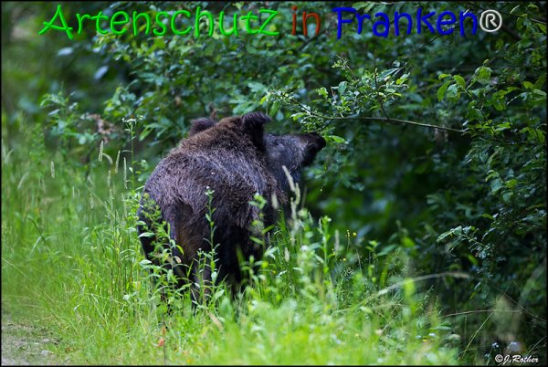 Copyright AiS Johannes Rother Bild zum Eintrag (67834-160)