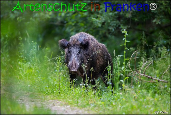 Bild zum Eintrag (67835-160)