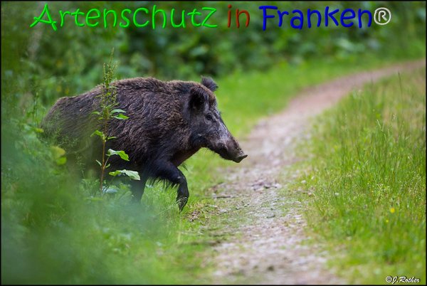 Bild zum Eintrag (67837-160)