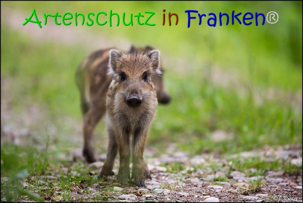 Copyright AiS Johannes Rother Bild zum Eintrag (67838-160)