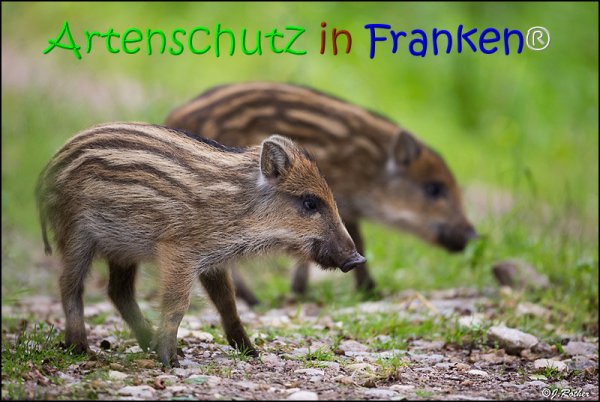 Copyright AiS Johannes Rother Bild zum Eintrag (67839-160)