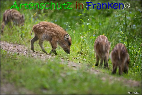 Copyright AiS Johannes Rother Bild zum Eintrag (67840-160)