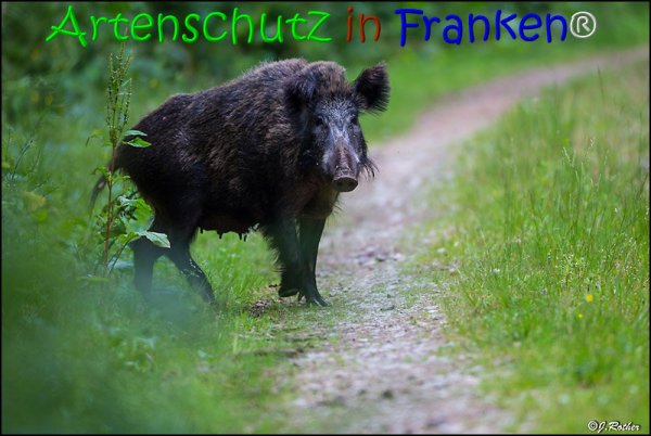 Copyright AiS Johannes Rother Bild zum Eintrag (67841-160)