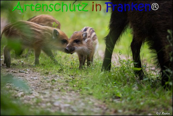 Copyright AiS Johannes Rother Bild zum Eintrag (67842-160)