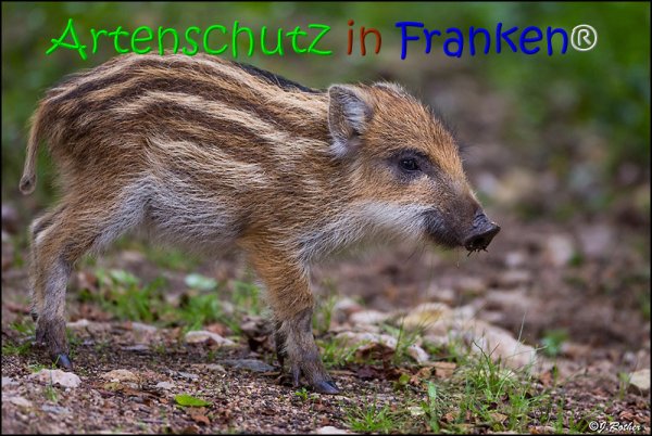 Copyright AiS Johannes Rother Bild zum Eintrag (67843-160)