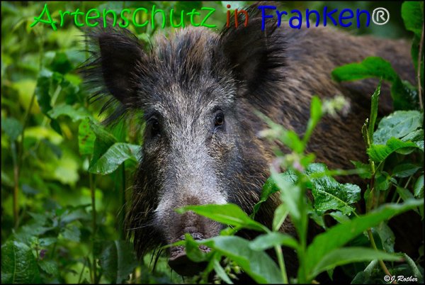 Copyright AiS Johannes Rother Bild zum Eintrag (67844-160)