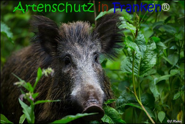 Copyright AiS Johannes Rother Bild zum Eintrag (67846-160)