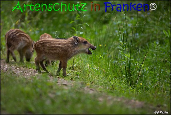 Copyright AiS Johannes Rother Bild zum Eintrag (67847-160)