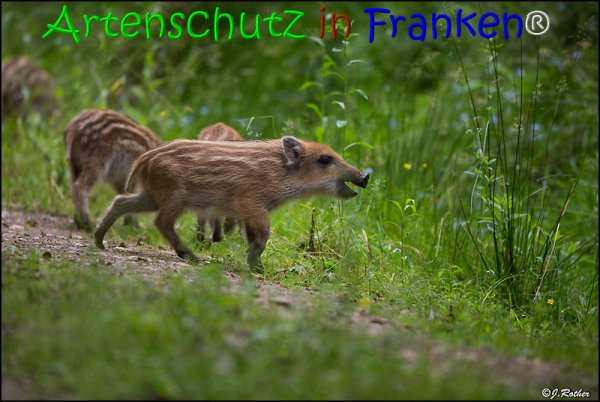 Copyright AiS Johannes Rother Bild zum Eintrag (67848-160)
