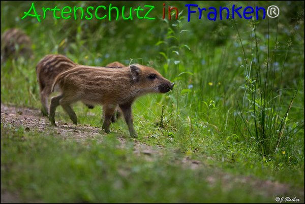 Copyright AiS Johannes Rother Bild zum Eintrag (67849-160)