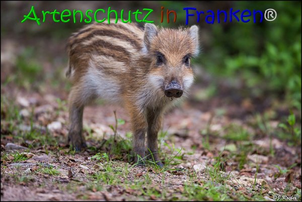 Copyright AiS Johannes Rother Bild zum Eintrag (67850-160)