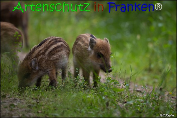 Copyright AiS Johannes Rother Bild zum Eintrag (67851-160)