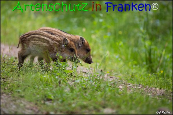 Copyright AiS Johannes Rother Bild zum Eintrag (67852-160)