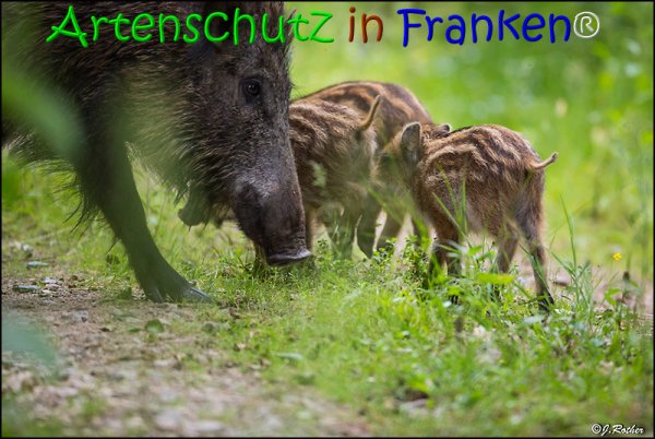 Copyright AiS Johannes Rother Bild zum Eintrag (67853-160)