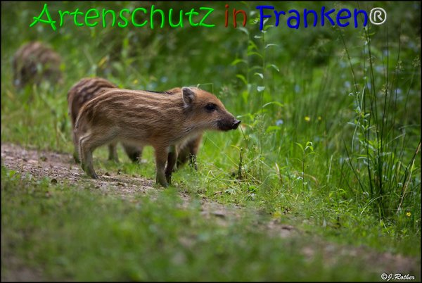 Copyright AiS Johannes Rother Bild zum Eintrag (67854-160)