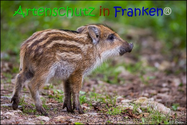 Copyright AiS Johannes Rother Bild zum Eintrag (67855-160)