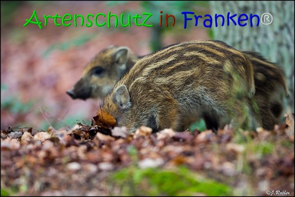 Copyright AiS Johannes Rother Bild zum Eintrag (67861-160)