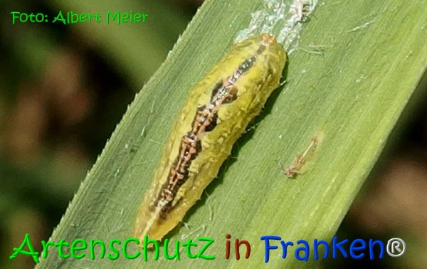 Copyright AiS Albert Meier Bild zum Eintrag (67955-160)